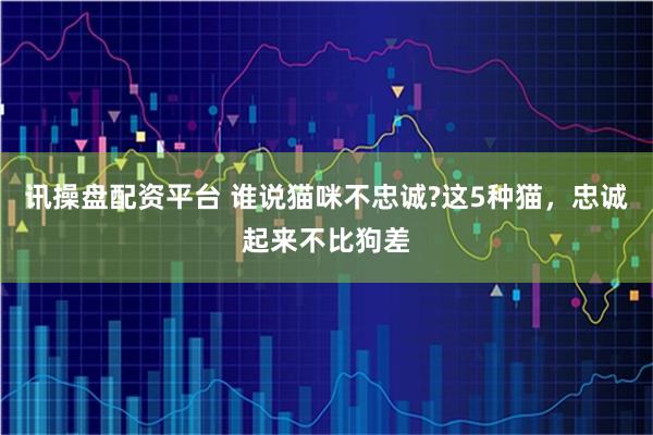 讯操盘配资平台 谁说猫咪不忠诚?这5种猫，忠诚起来不比狗差