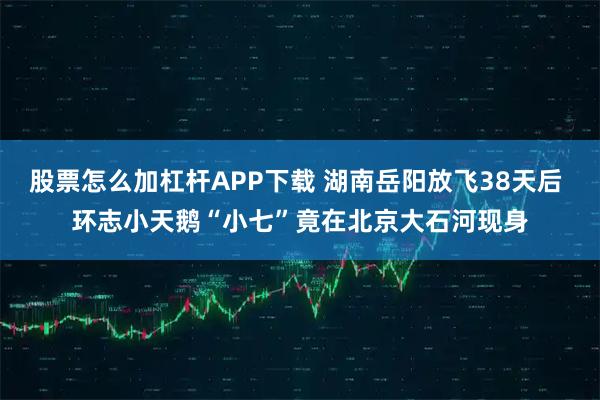 股票怎么加杠杆APP下载 湖南岳阳放飞38天后 环志小天鹅“小七”竟在北京大石河现身